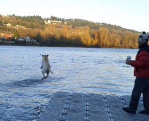 Bear leaps into the river.